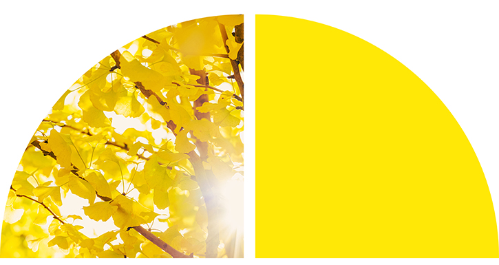 Yellow leaves