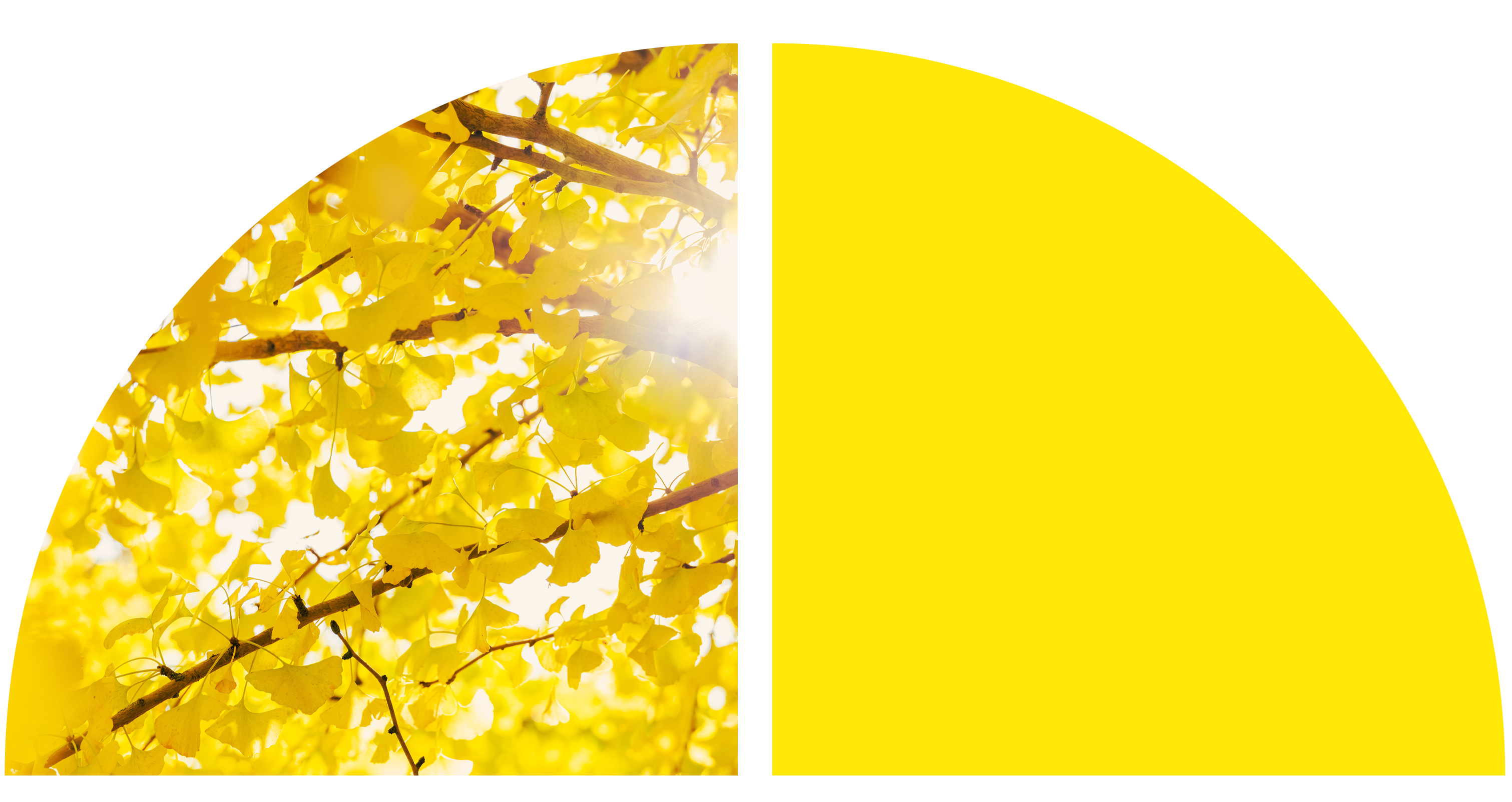 Yellow leaves.